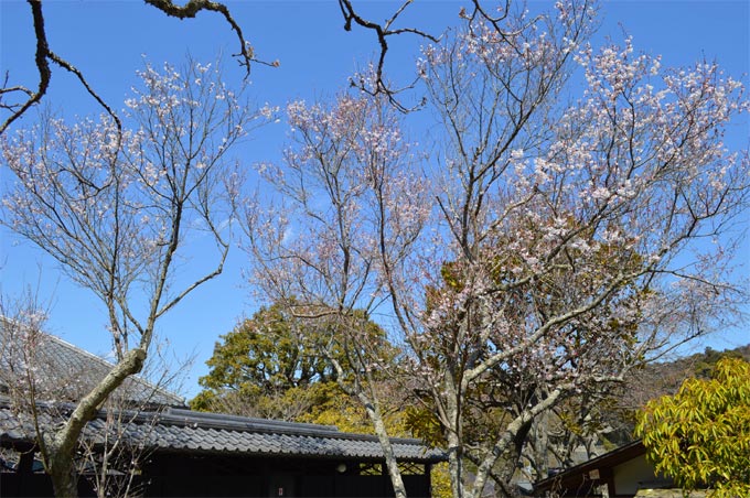 東慶寺の彼岸桜