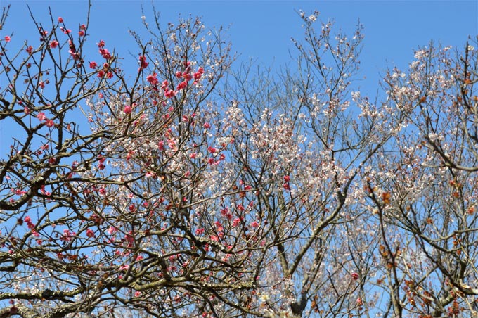 東慶寺の彼岸桜と緋桃