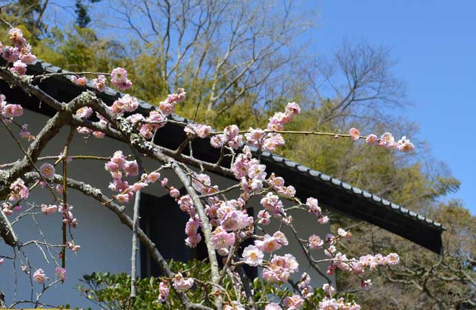 東慶寺の枝垂れ梅