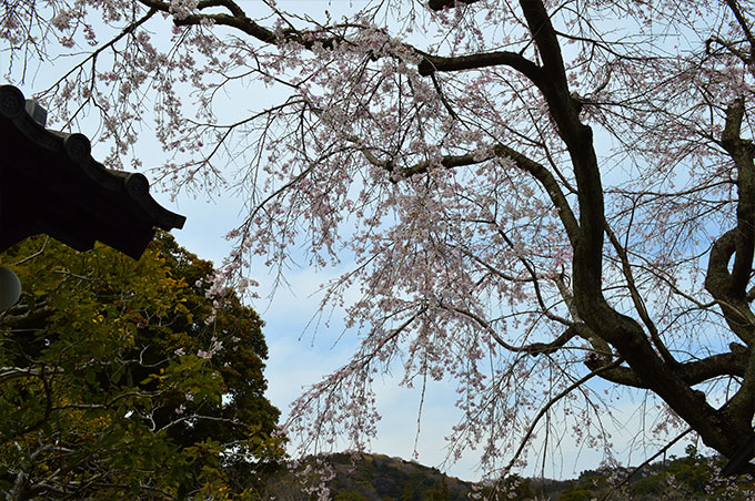 東慶寺の彼岸桜