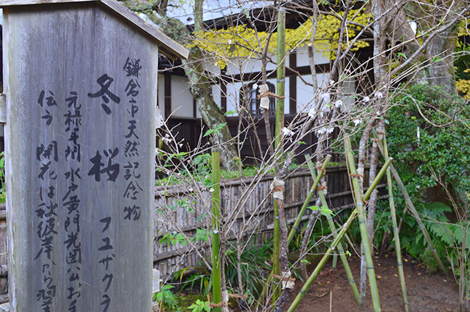 瑞泉寺の冬桜