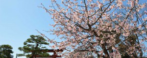 鶴ヶ岡八幡宮　桜