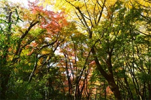 鎌倉の隠れた紅葉の名所。獅子舞
