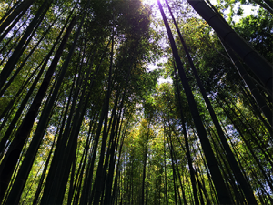 鎌倉の竹林。報国寺