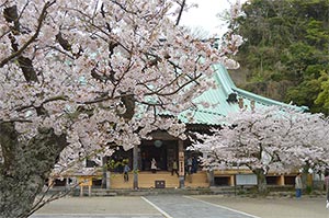 材木座の隠れた桜の名所。光明寺