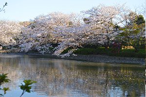 桜の鶴岡八幡宮