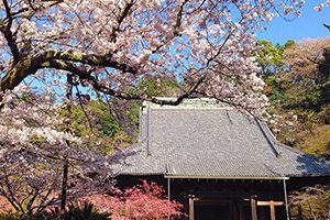 鎌倉 桜
