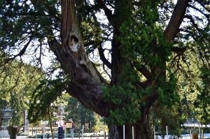 鎌倉 巨木