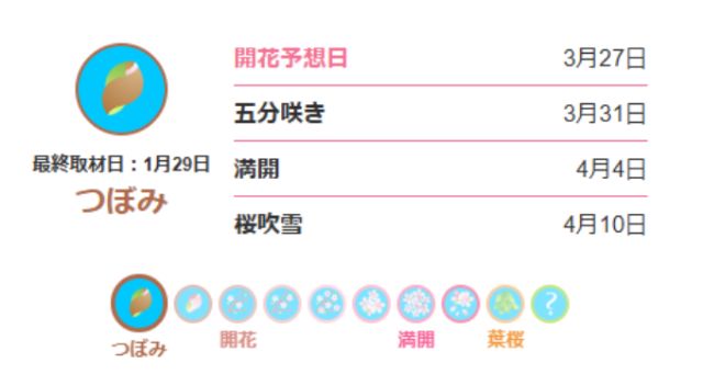 ウェザーニュースの神奈川の桜お花見情報